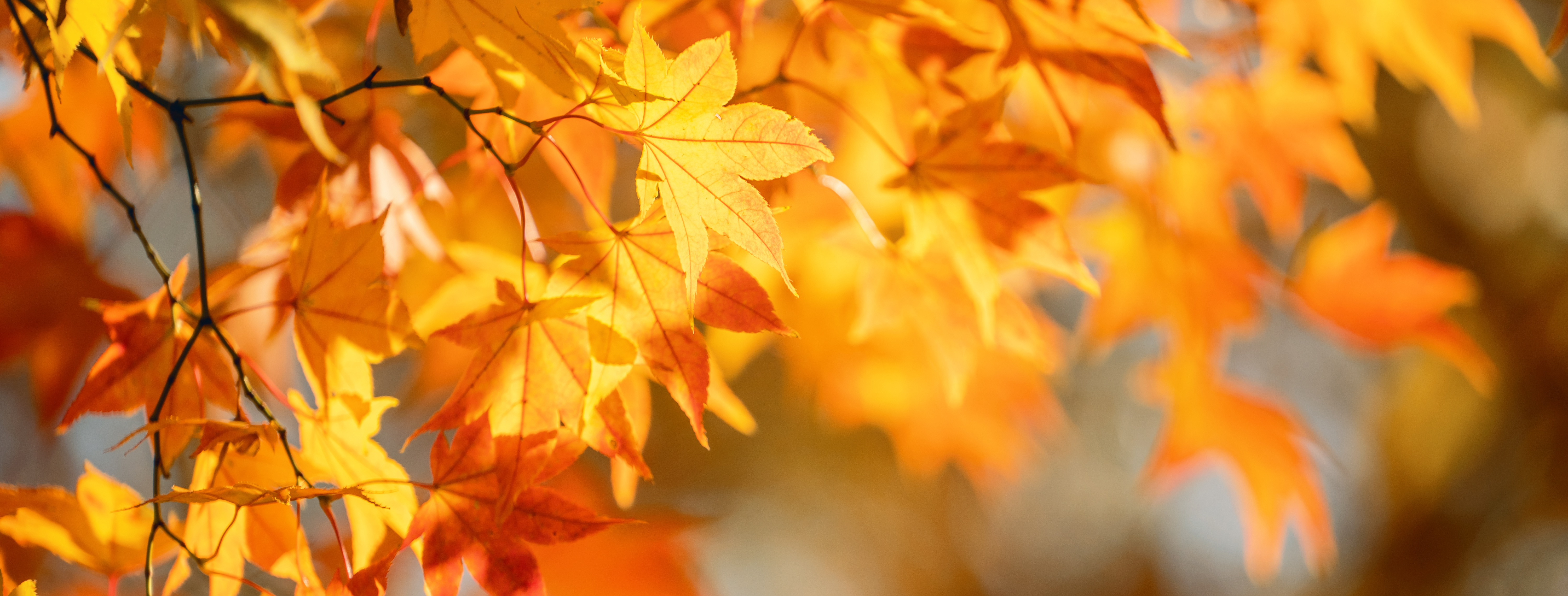 Herbstferien 2026 - Anzeigen bild 1